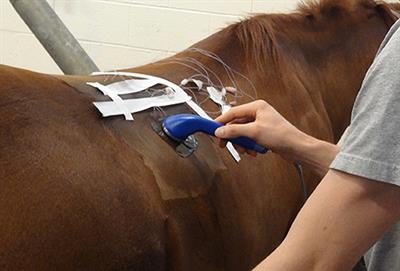 Effects of 1-MHz Ultrasound on Epaxial Muscle Temperature in Horses